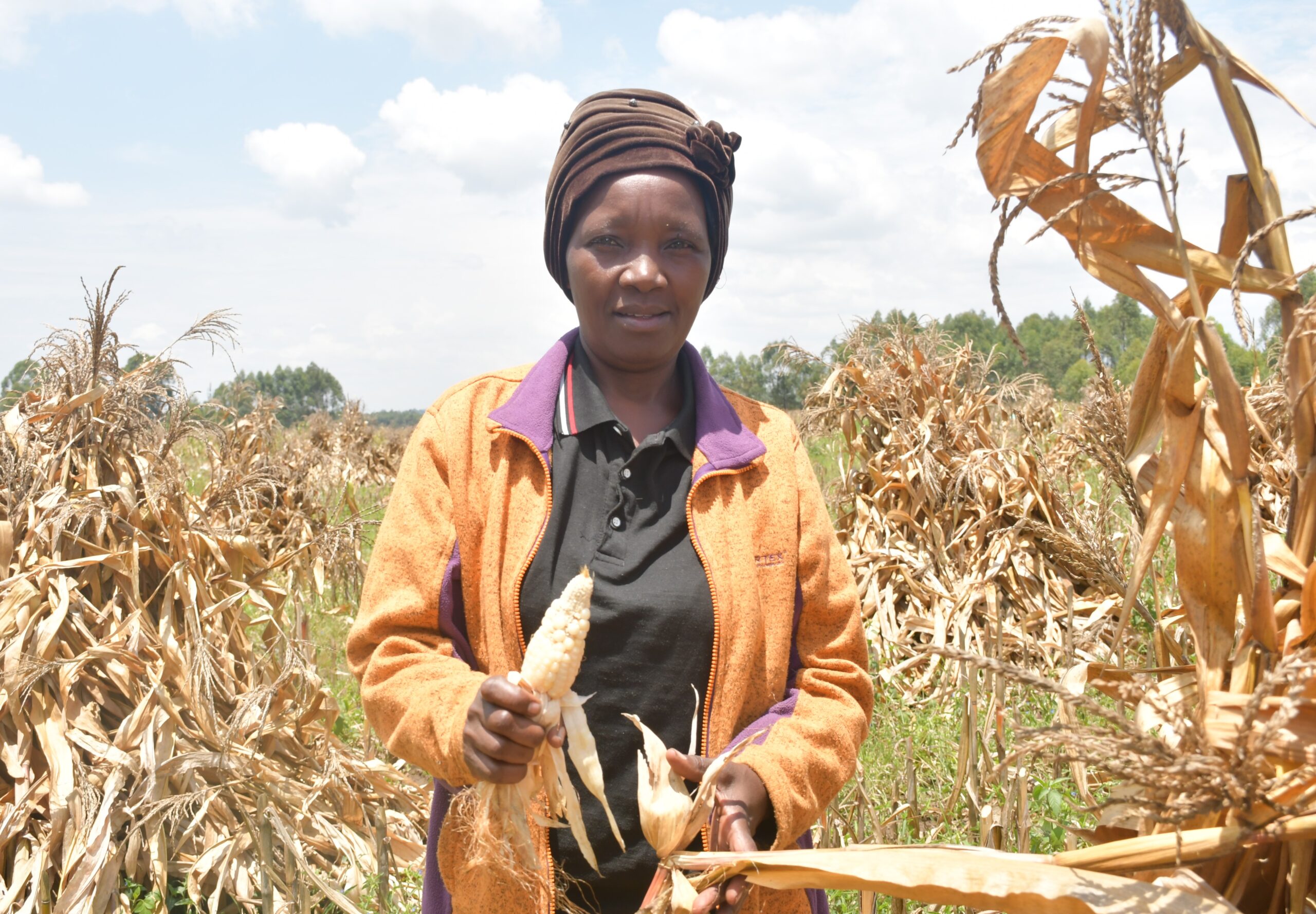 DSC_9855_maize